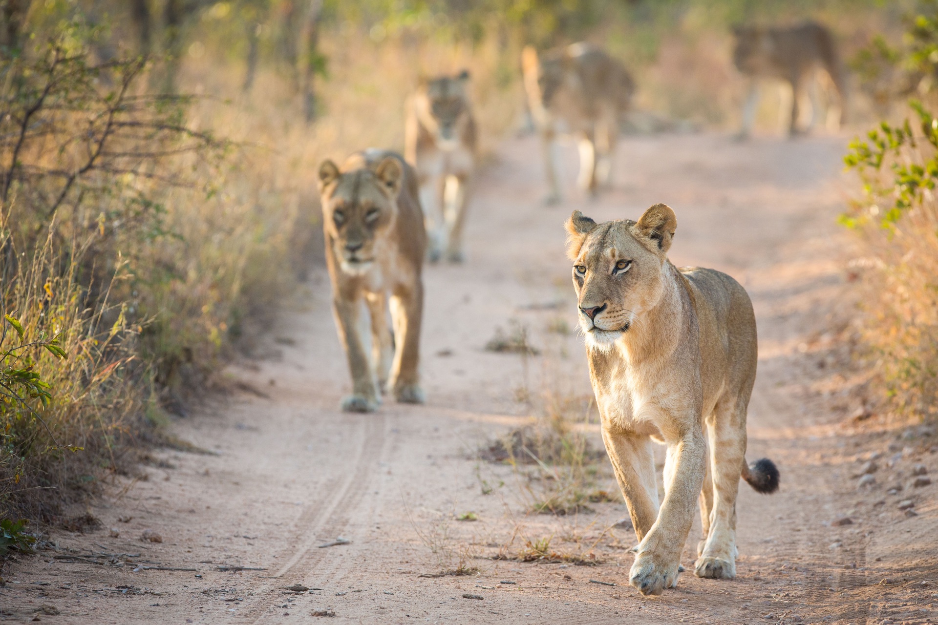 Sabi Sands leopard territory