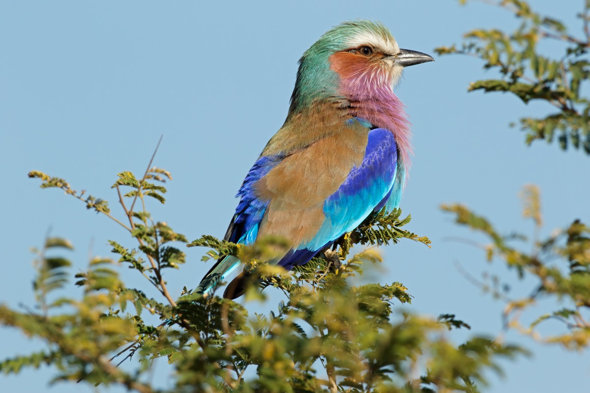 Lilac-breasted roller perched on branch displaying iridescent plumage