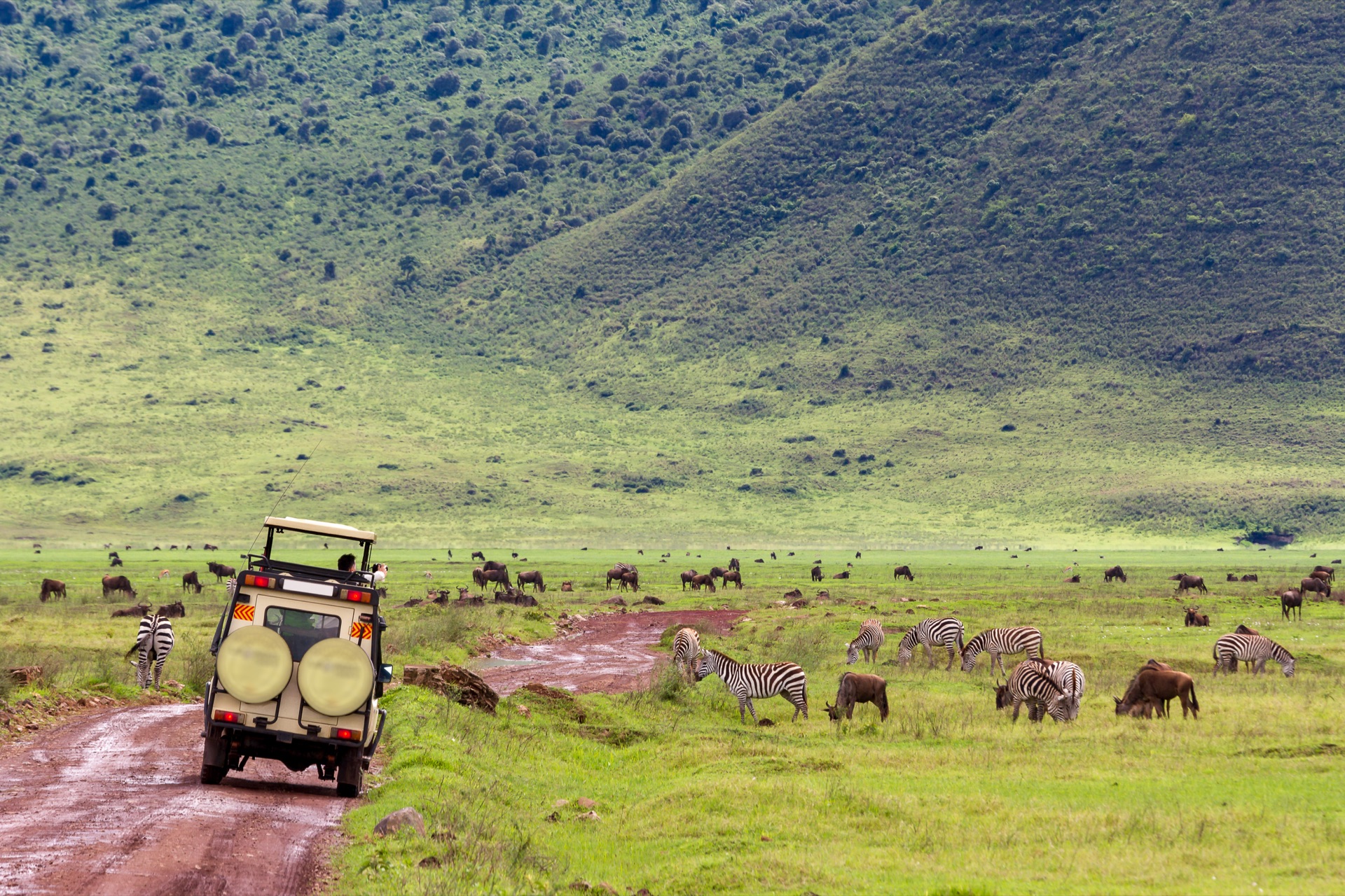Safari touring vehicle among wildebeest and zebras on game drive
