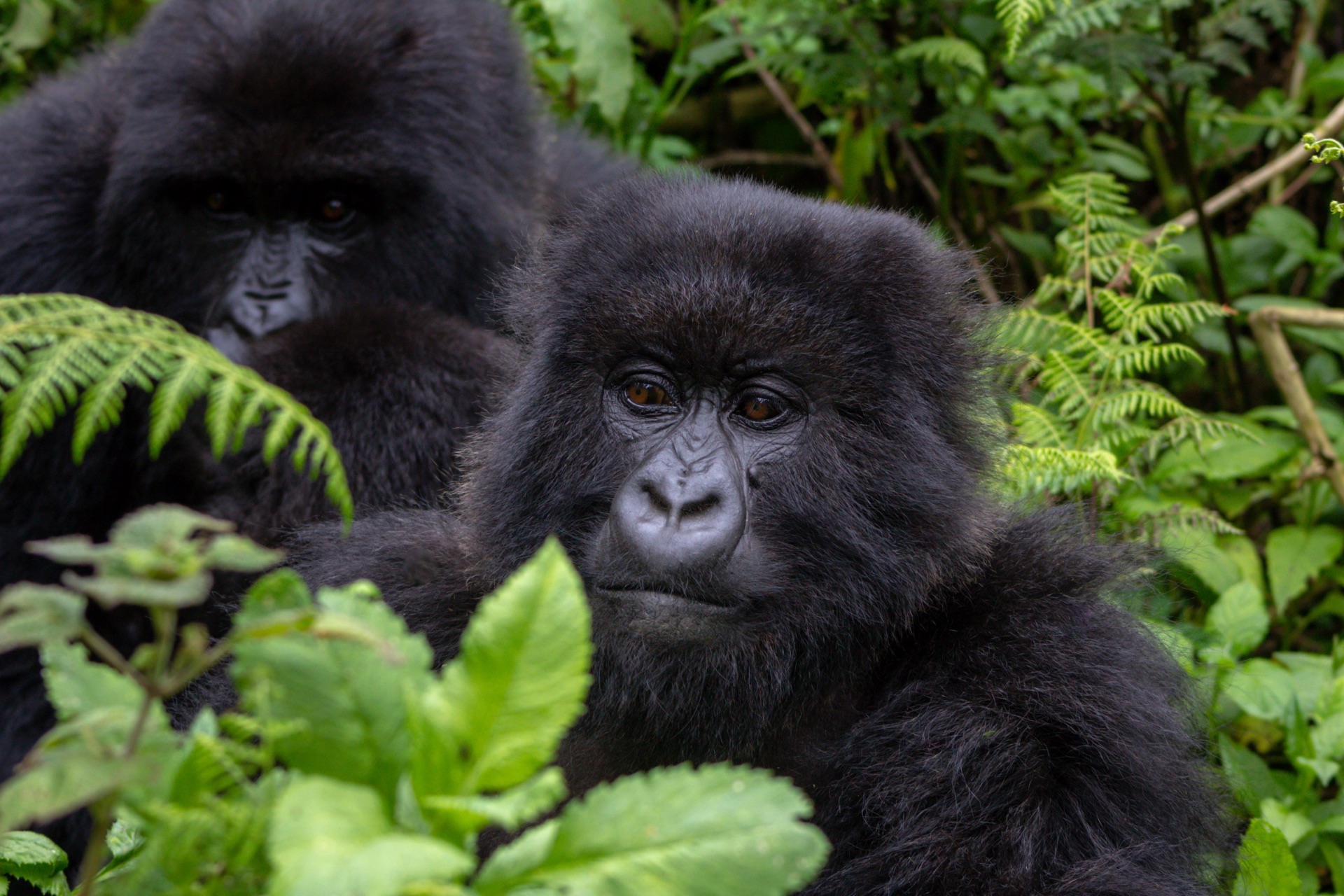 Mountain gorilla encounter