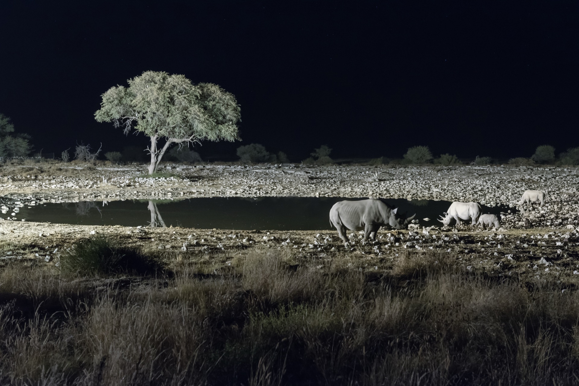 Black rhinos at artificially lit waterhole during night safari