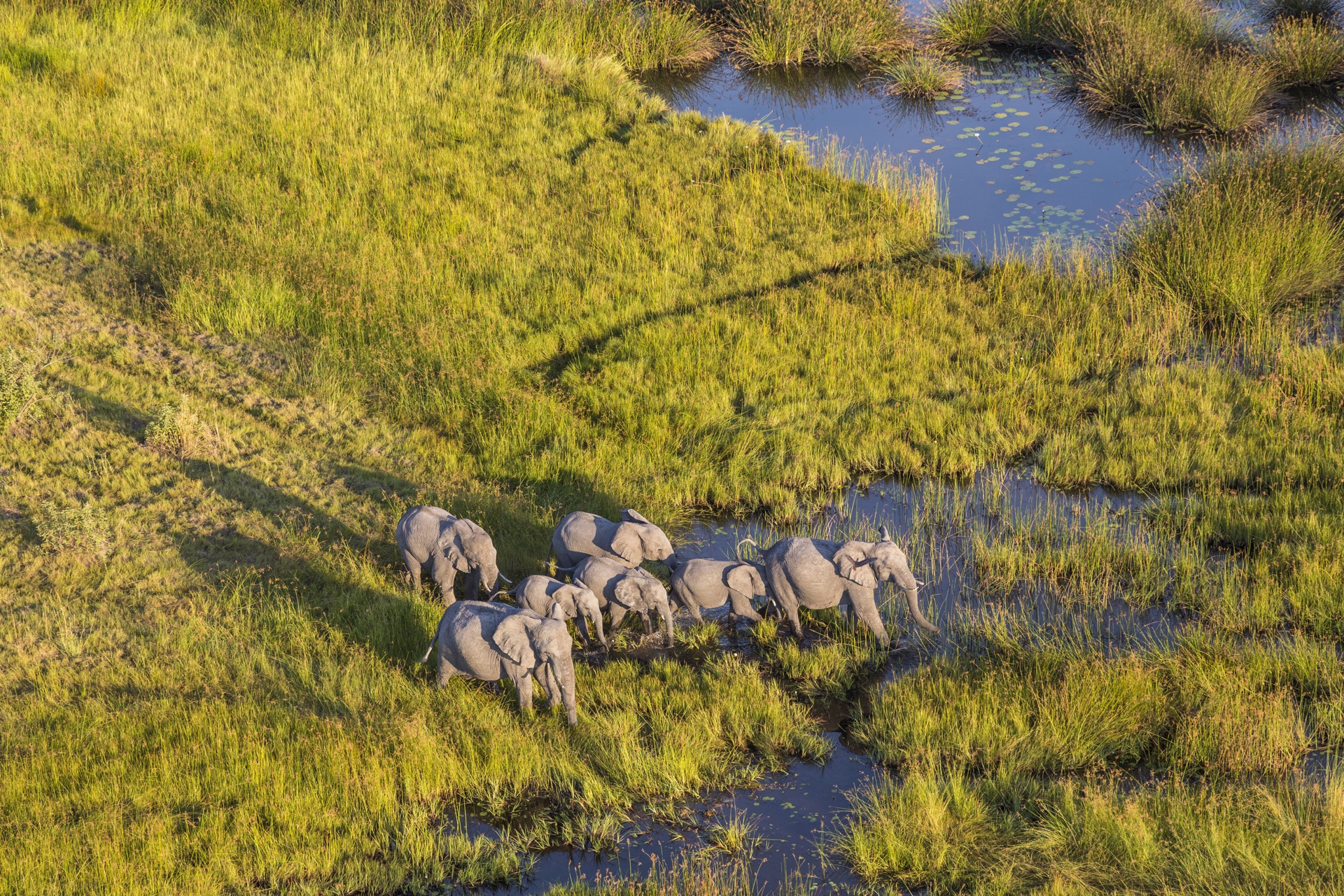 Aerial view of elephant herd from scenic helicopter flight