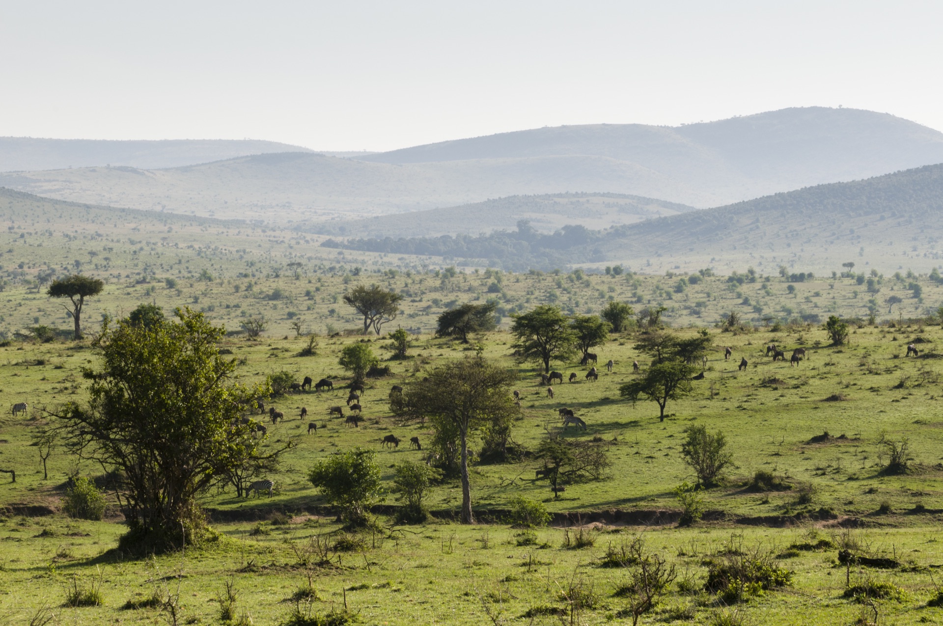 Masai Mara landscape