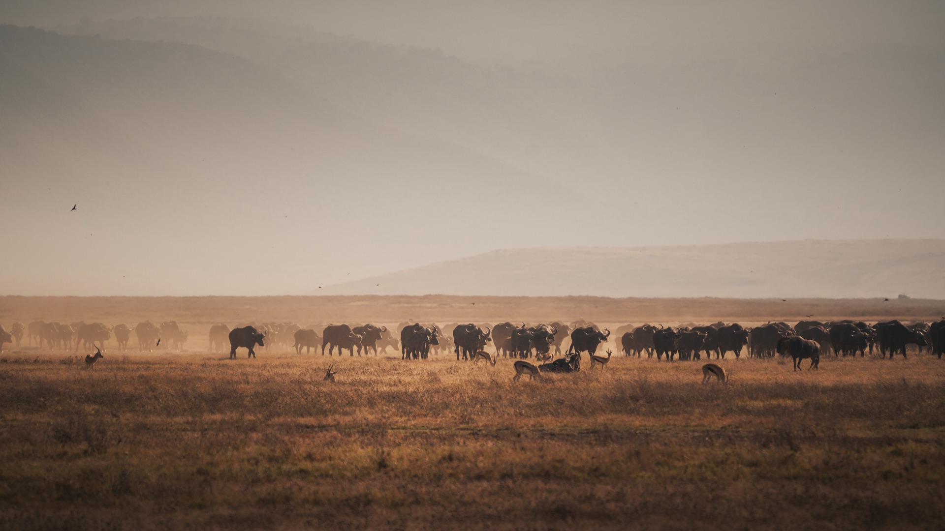 Ngorongoro Crater