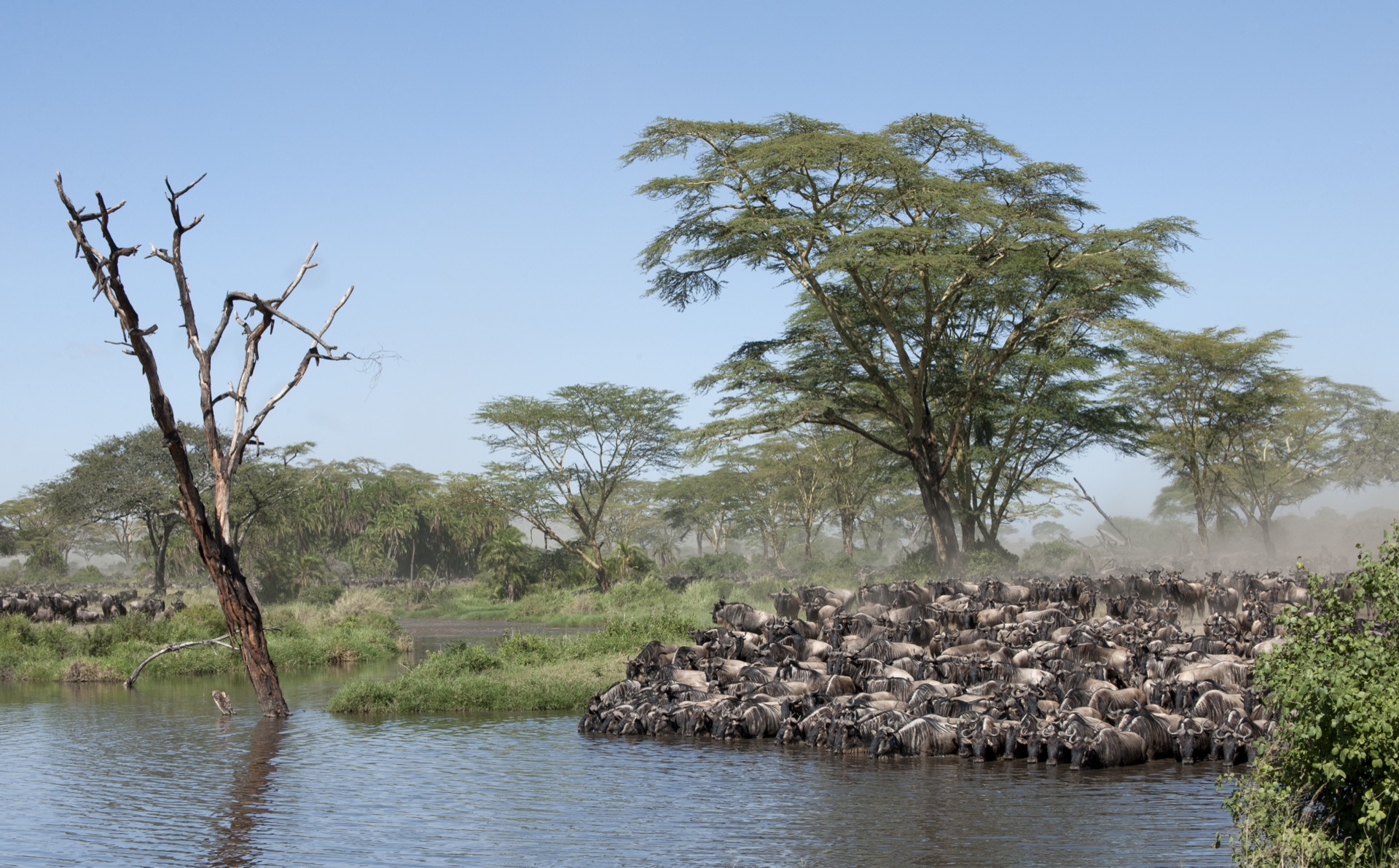 Serengeti plains at sunrise
