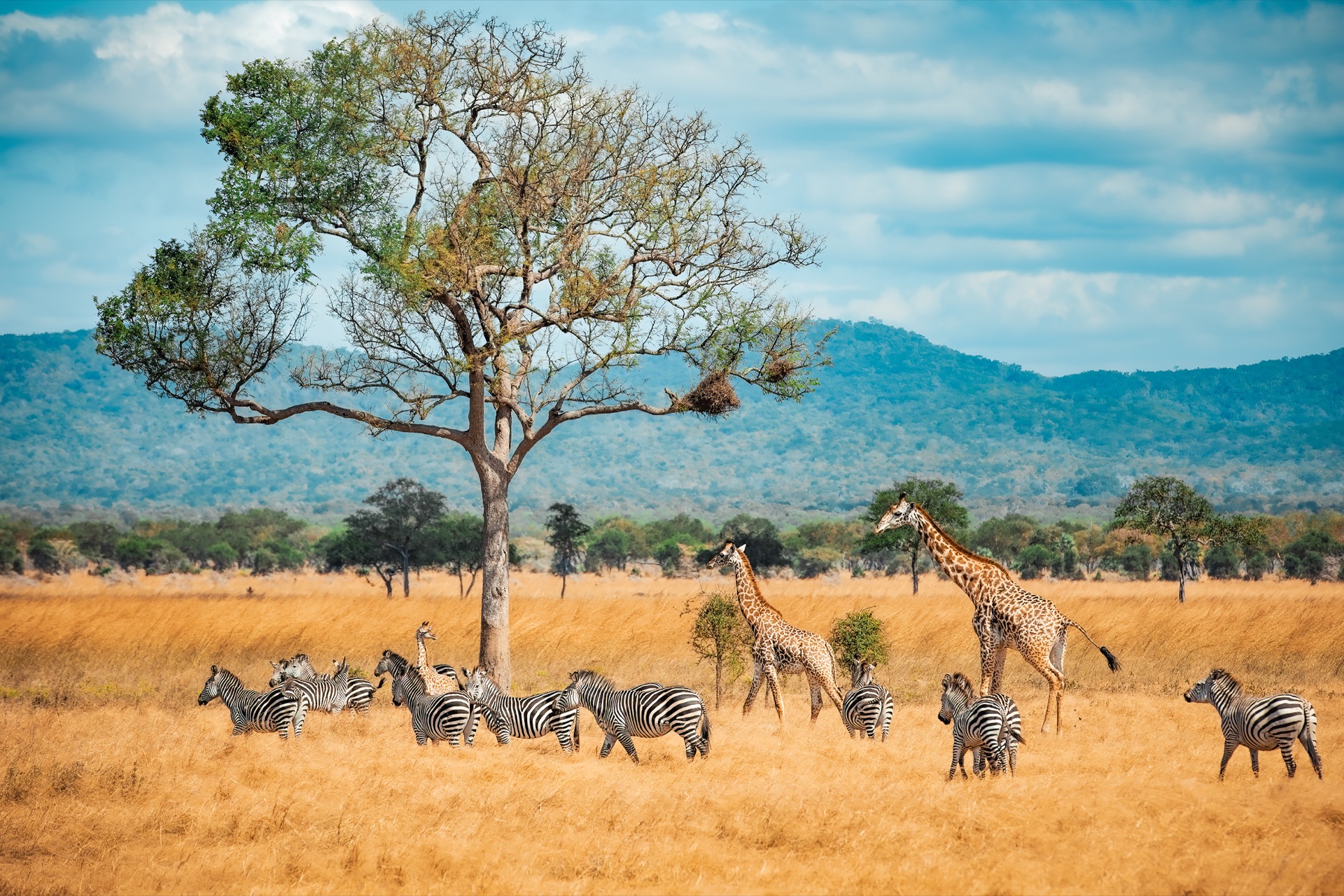 Wild giraffes and zebras together on the African plains