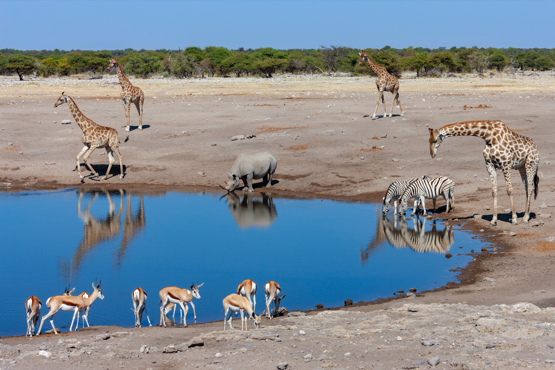 Lake Manyara woodland