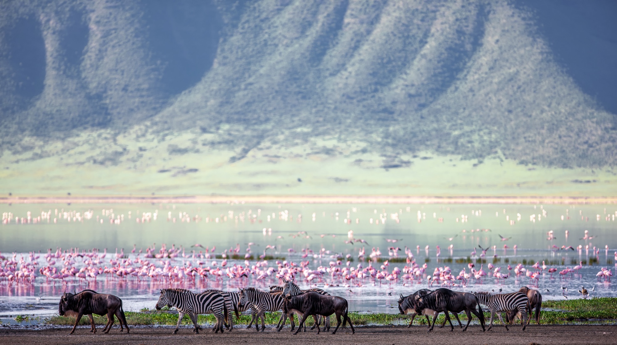 Zebras and wildebeest grazing in Ngorongoro Crater