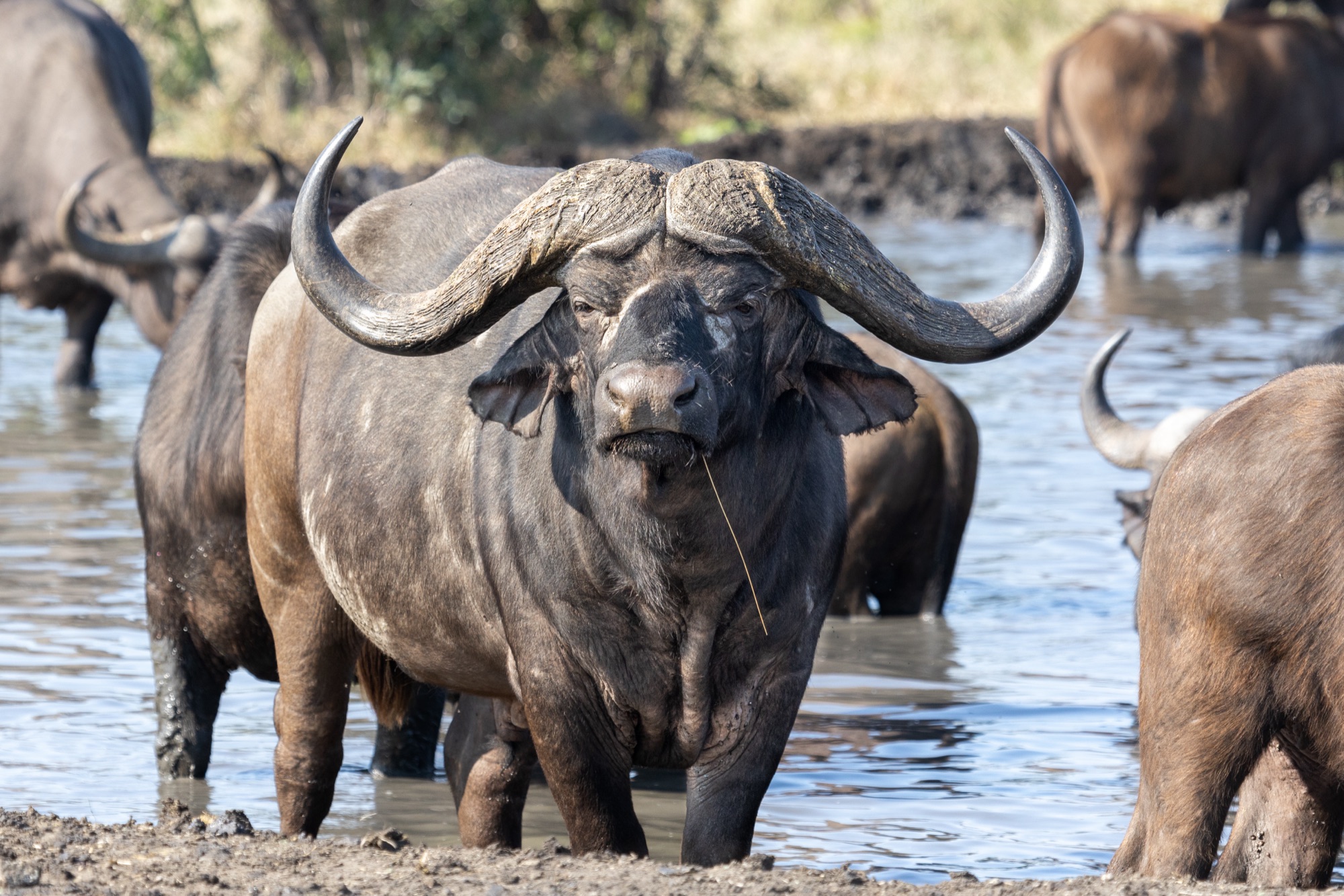 Buffalo at Kruger waterhole