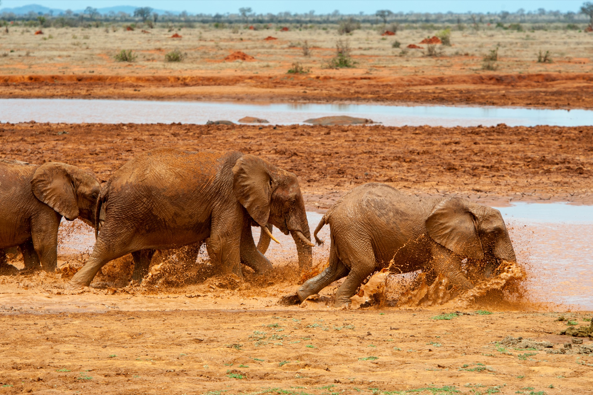 Elephant at waterhole in Samburu