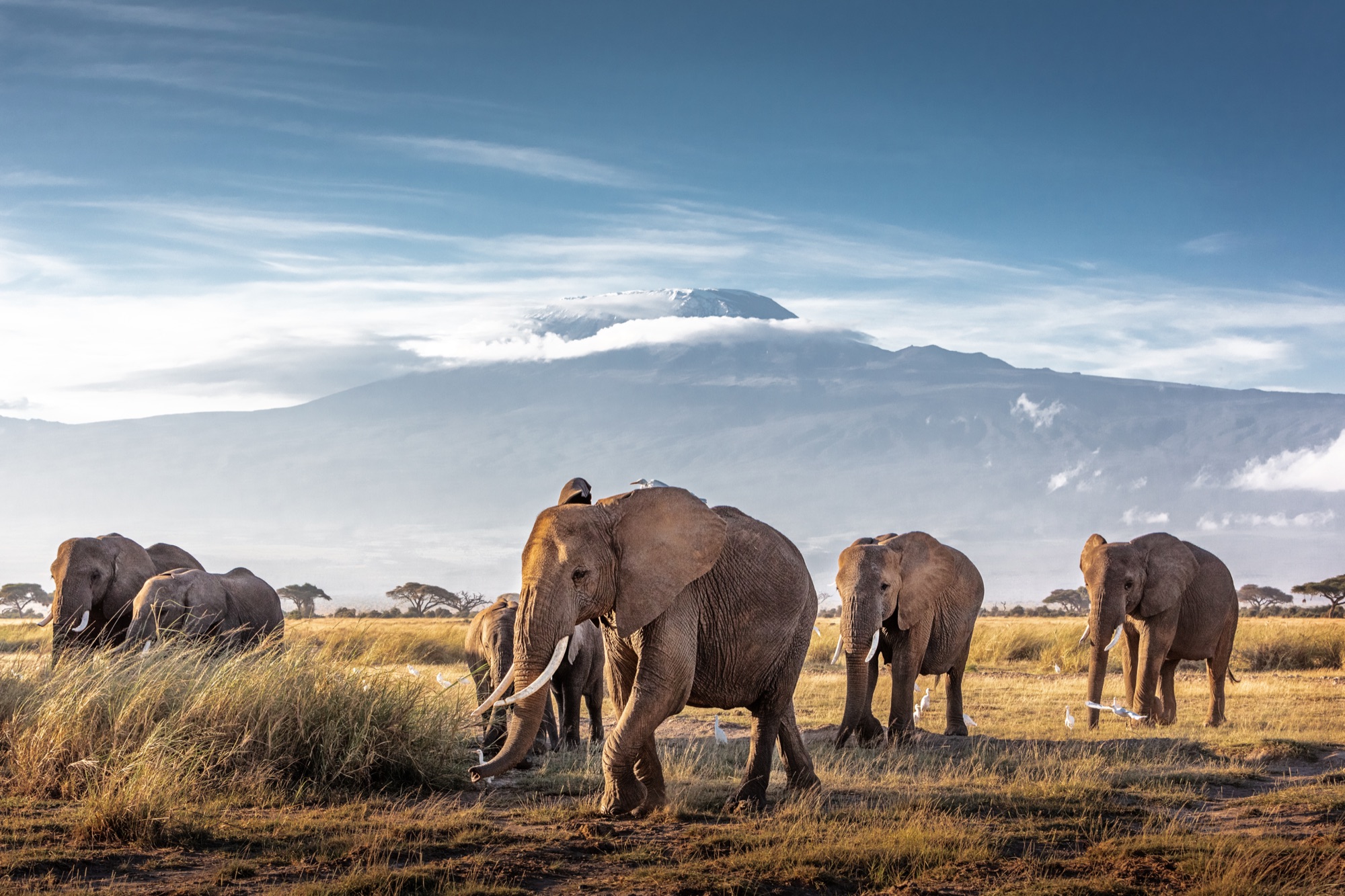 Elephants with Kilimanjaro backdrop