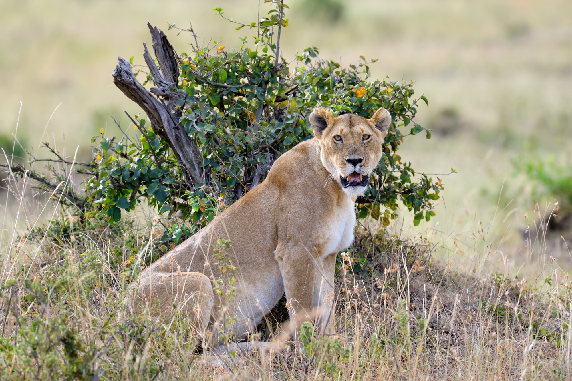 Lion in Masai Mara