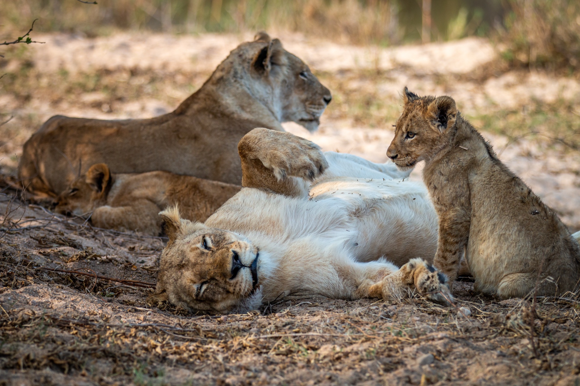 Lion pride in South Luangwa