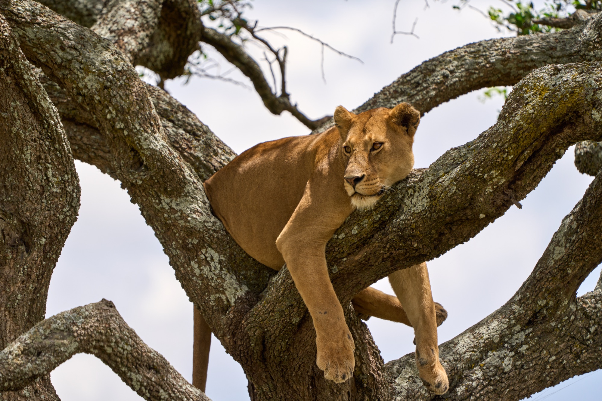 Lioness in private conservancy