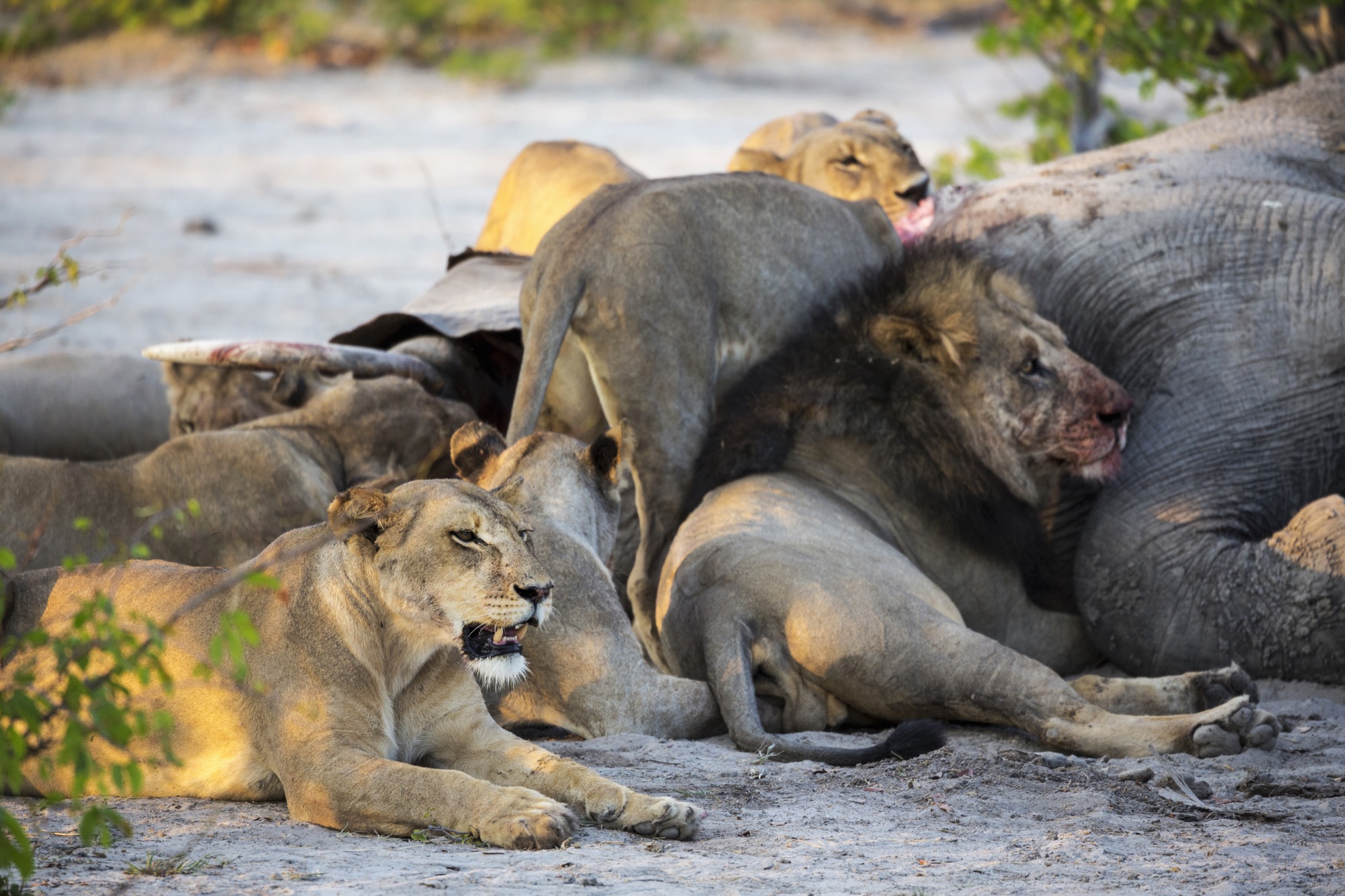 Lions in Masai Mara
