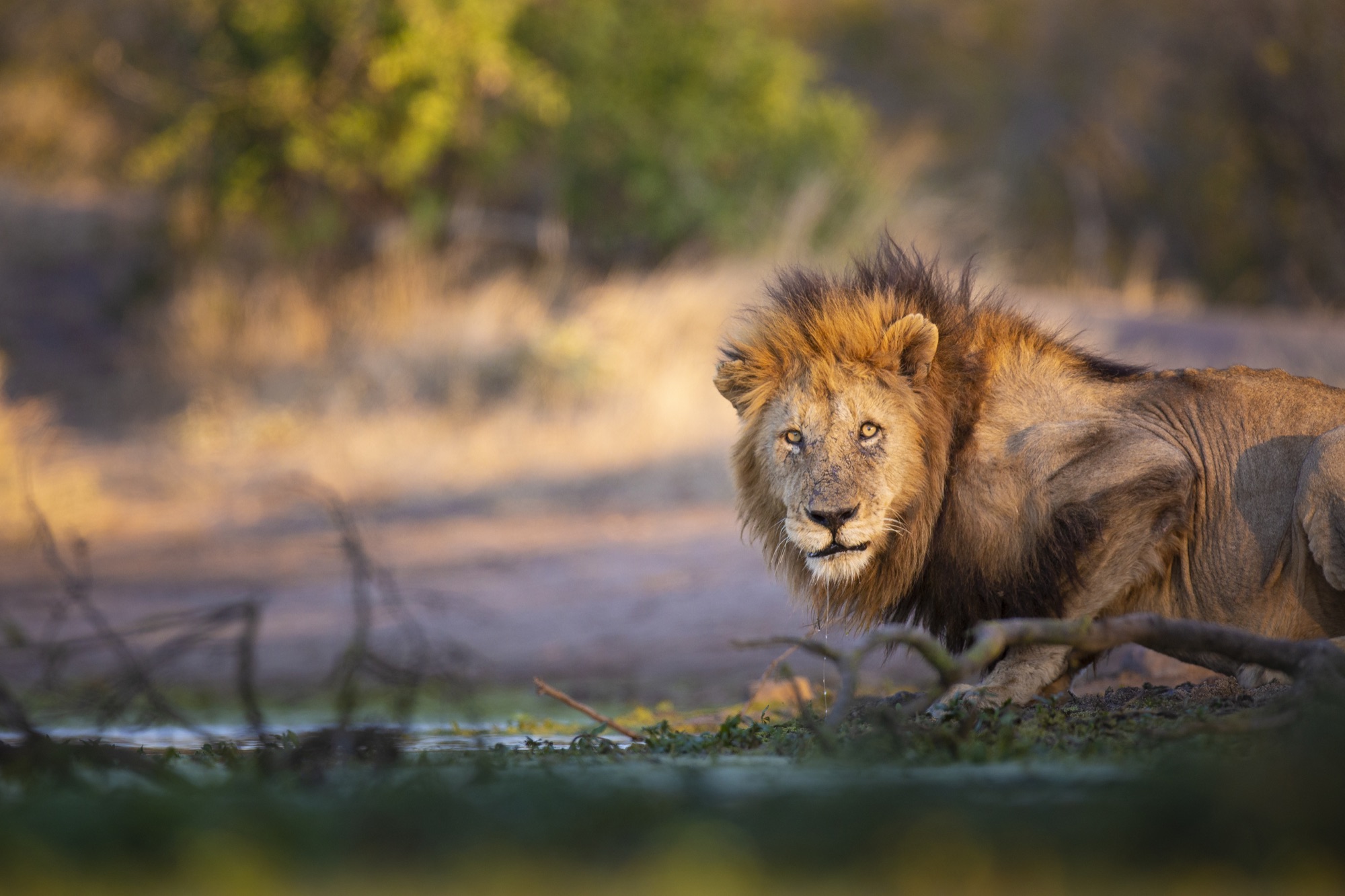 Lion in Hwange National Park